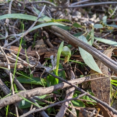 Pterostylis nutans (Nodding Greenhood) at Paddys River, ACT - 31 Jul 2020 by MattM