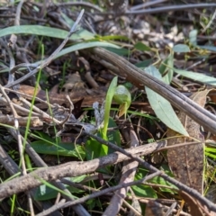 Pterostylis nutans (Nodding Greenhood) at Paddys River, ACT - 31 Jul 2020 by MattM