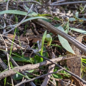 Pterostylis nutans at Paddys River, ACT - 31 Jul 2020