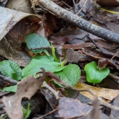 Corysanthes grumula (Stately helmet orchid) at Tidbinbilla Nature Reserve - 31 Jul 2020 by MattM