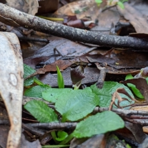 Corysanthes grumula at suppressed - suppressed