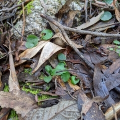 Corysanthes grumula at suppressed - suppressed