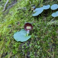 Corysanthes grumula (Stately helmet orchid) at Tidbinbilla Nature Reserve - 31 Jul 2020 by MattM