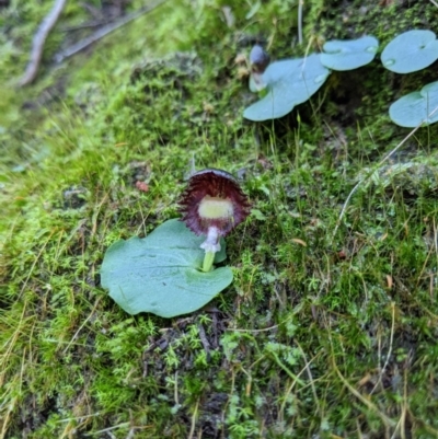 Corysanthes grumula (Stately helmet orchid) by MattM