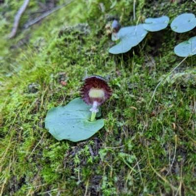 Corysanthes grumula (Stately helmet orchid) at Paddys River, ACT - 31 Jul 2020 by MattM