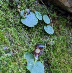 Corysanthes grumula at suppressed - suppressed