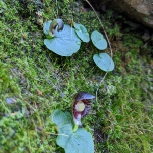 Corysanthes grumula at suppressed - suppressed