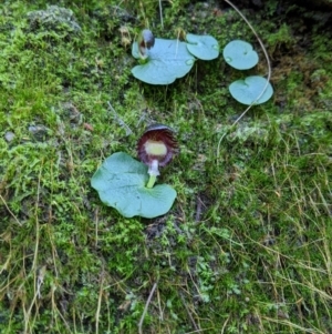 Corysanthes grumula at suppressed - suppressed