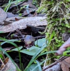 Corysanthes grumula (Stately helmet orchid) at Tidbinbilla Nature Reserve - 31 Jul 2020 by MattM