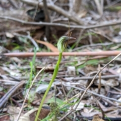 Pterostylis pedunculata (Maroonhood) at Tidbinbilla Nature Reserve - 31 Jul 2020 by MattM