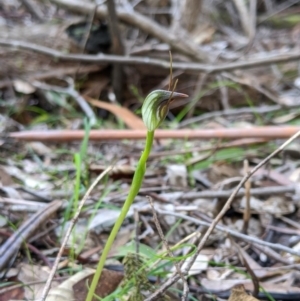 Pterostylis pedunculata at Paddys River, ACT - 31 Jul 2020