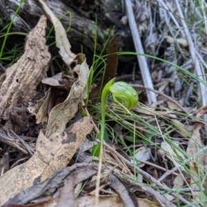 Pterostylis nutans at Paddys River, ACT - suppressed