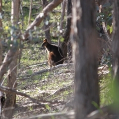 Wallabia bicolor (Swamp Wallaby) at Springdale Heights, NSW - 29 Jul 2020 by PaulF