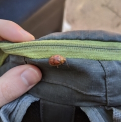 Paropsis atomaria (Eucalyptus leaf beetle) at Paddys River, ACT - 31 Jul 2020 by MattM