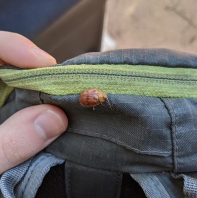 Paropsis atomaria (Eucalyptus leaf beetle) at Tidbinbilla Nature Reserve - 31 Jul 2020 by MattM