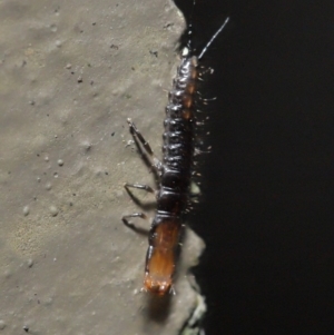 Carabidae sp. (family) at Downer, ACT - 28 Jul 2020