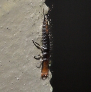 Carabidae sp. (family) at Downer, ACT - 28 Jul 2020