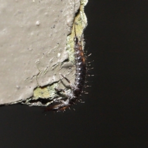 Carabidae sp. (family) at Downer, ACT - 28 Jul 2020