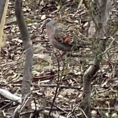 Phaps chalcoptera (Common Bronzewing) at Chifley, ACT - 31 Jul 2020 by Shazw