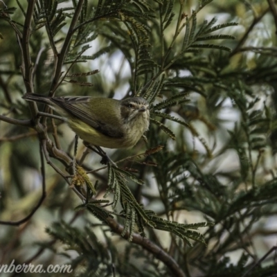 Smicrornis brevirostris (Weebill) at Deakin, ACT - 25 Jul 2020 by BIrdsinCanberra