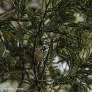 Smicrornis brevirostris at Deakin, ACT - 25 Jul 2020