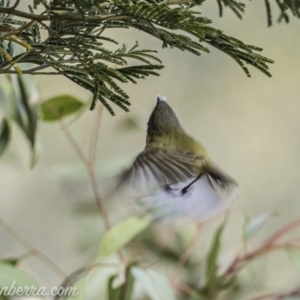 Smicrornis brevirostris at Deakin, ACT - 25 Jul 2020