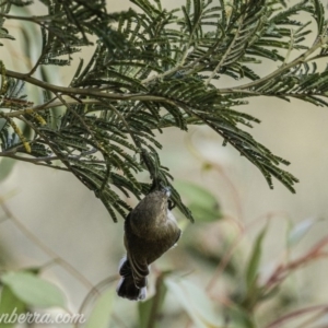 Smicrornis brevirostris at Deakin, ACT - 25 Jul 2020