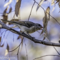 Pachycephala pectoralis (Golden Whistler) at Red Hill Nature Reserve - 17 Jul 2020 by BIrdsinCanberra