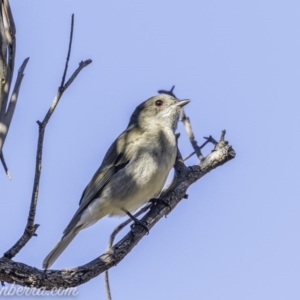 Pachycephala pectoralis at Hughes, ACT - 17 Jul 2020 12:43 PM