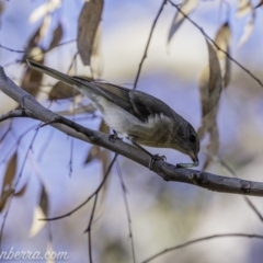 Pachycephala pectoralis at Hughes, ACT - 17 Jul 2020 12:43 PM