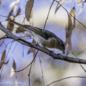 Pachycephala pectoralis at Hughes, ACT - 17 Jul 2020