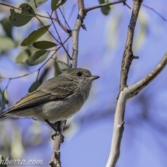 Pachycephala pectoralis at Hughes, ACT - 17 Jul 2020 12:43 PM