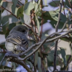 Pachycephala pectoralis at Hughes, ACT - 17 Jul 2020