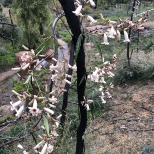 Pandorea pandorana at Budgong, NSW - 30 Jul 2020