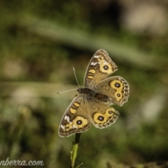 Junonia villida (Meadow Argus) at Red Hill Nature Reserve - 17 Jul 2020 by BIrdsinCanberra