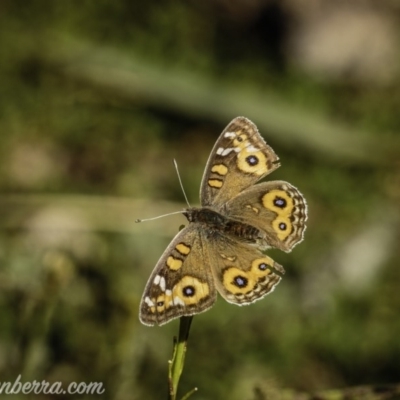 Junonia villida (Meadow Argus) at Hughes, ACT - 17 Jul 2020 by JonSteinbeck