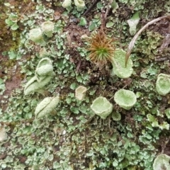 Cladonia sp. (genus) (Cup Lichen) at Holt, ACT - 1 Aug 2020 by trevorpreston