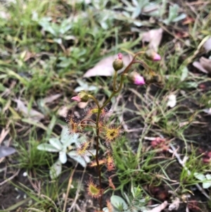 Drosera auriculata at Budgong, NSW - 30 Jul 2020