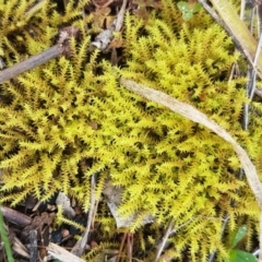 Triquetrella (A trailing moss) at Holt, ACT - 1 Aug 2020 by trevorpreston