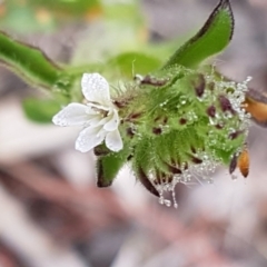 Silene latifolia (White Campion) at Holt, ACT - 1 Aug 2020 by trevorpreston