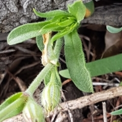 Silene latifolia at Holt, ACT - 1 Aug 2020