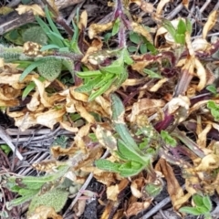 Silene latifolia at Holt, ACT - 1 Aug 2020