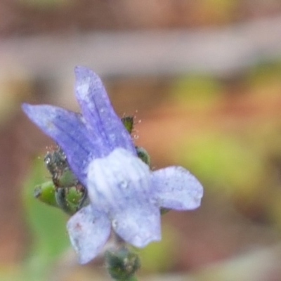 Linaria arvensis (Corn Toadflax) at Holt, ACT - 1 Aug 2020 by trevorpreston