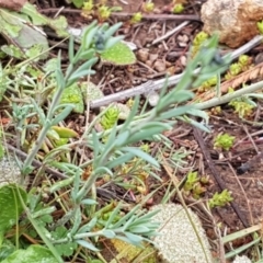 Linaria arvensis at Holt, ACT - 1 Aug 2020