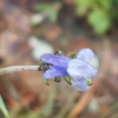 Linaria arvensis at Holt, ACT - 1 Aug 2020