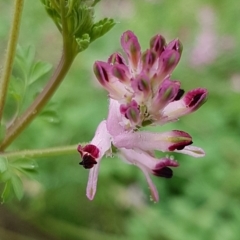 Fumaria sp. (Fumitory) at Holt, ACT - 1 Aug 2020 by trevorpreston