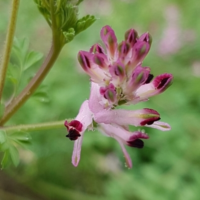 Fumaria sp. (Fumitory) at Woodstock Nature Reserve - 1 Aug 2020 by tpreston
