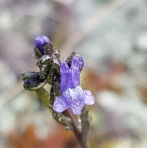 Linaria arvensis at Holt, ACT - 1 Aug 2020 12:05 PM