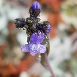 Linaria arvensis at Holt, ACT - 1 Aug 2020 12:05 PM