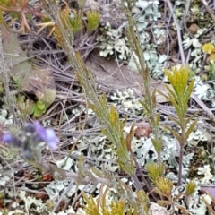 Linaria arvensis at Holt, ACT - 1 Aug 2020 12:05 PM